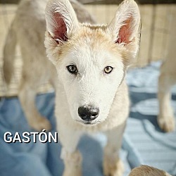 Photo of Gaston