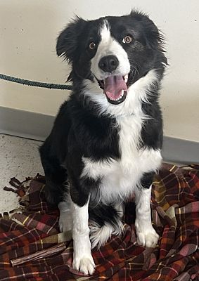 Salt Lake City, UT - Border Collie. Meet Oreo a Pet for Adoption ...