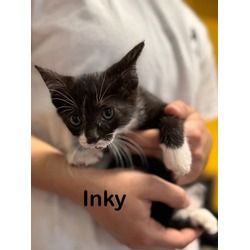 Photo of Inky