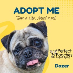 Thumbnail photo of Dozer #1