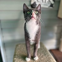 adopt a pet