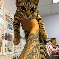 adopt a pet