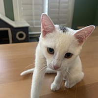 adopt a pet