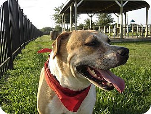 Houston, TX - Labrador Retriever/Coonhound. Meet Sandy a Pet for ...