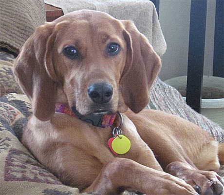 Owatonna, MN - Redbone Coonhound. Meet Maggie a Pet for ...