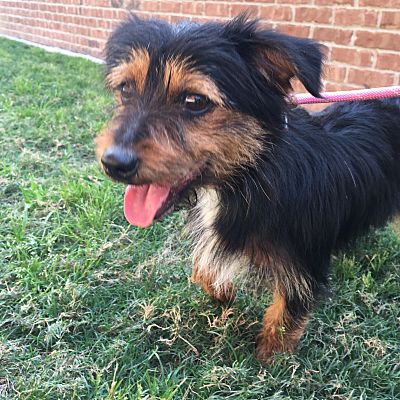 yorkie norwich terrier mix