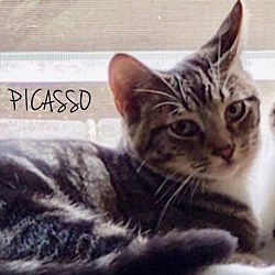 Thumbnail photo of Picasso #3