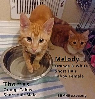 Orange Tabby Kittens For Sale Near Me Hotsell 57 Off Www Vetyvet Com