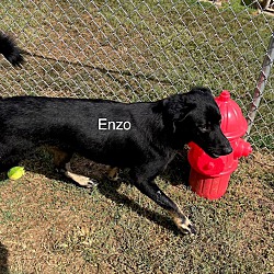 Thumbnail photo of Enzo #2