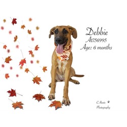 Photo of Dog