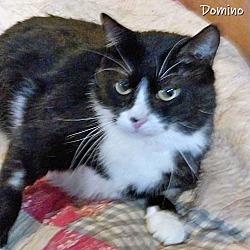 Thumbnail photo of Domino #1