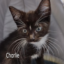 Photo of Charlie