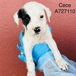 Thumbnail photo of CeCe #1