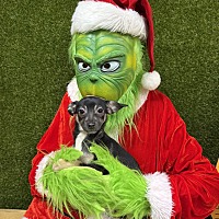 adopt a pet