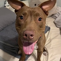 adopt a pet