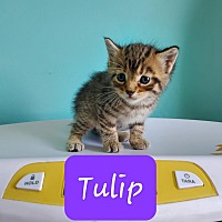 adopt-pet