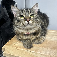 adopt-pet