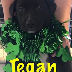 Thumbnail photo of Tegan-Adopted! #2