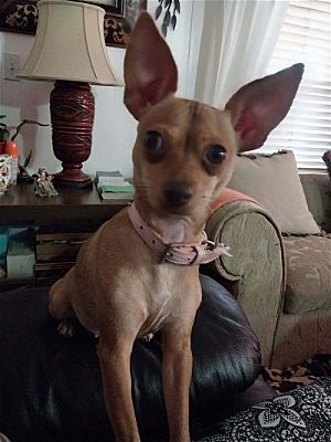 Boynton Beach, FL - Chihuahua. Meet Mia a Pet for Adoption - AdoptaPet.com