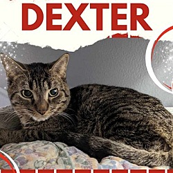 Photo of Dexter