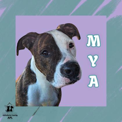 Thumbnail photo of Mya #1