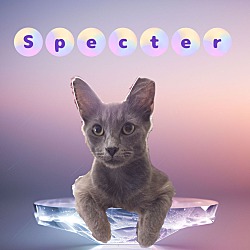 Photo of Specter