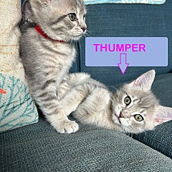 Thumbnail photo of Muffin and Thumper #1