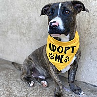 adopt a pet