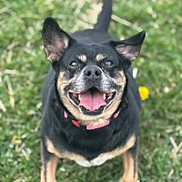 adopt a pet