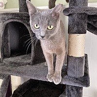 adopt a pet