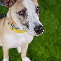 adopt-pet
