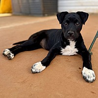 adopt a pet