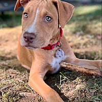 adopt a pet