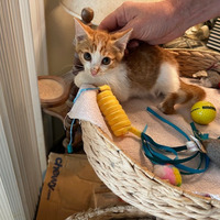 adopt a pet
