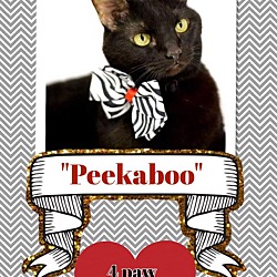 Thumbnail photo of Peekaboo #4