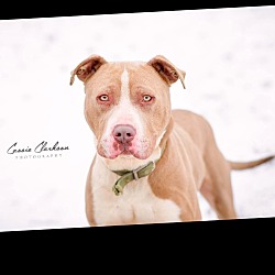 Thumbnail photo of Hoss - ADOPTED! #1