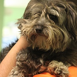 Thumbnail photo of Hopper- ADOPTED! #3