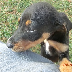 Thumbnail photo of Ace~adopted! #2