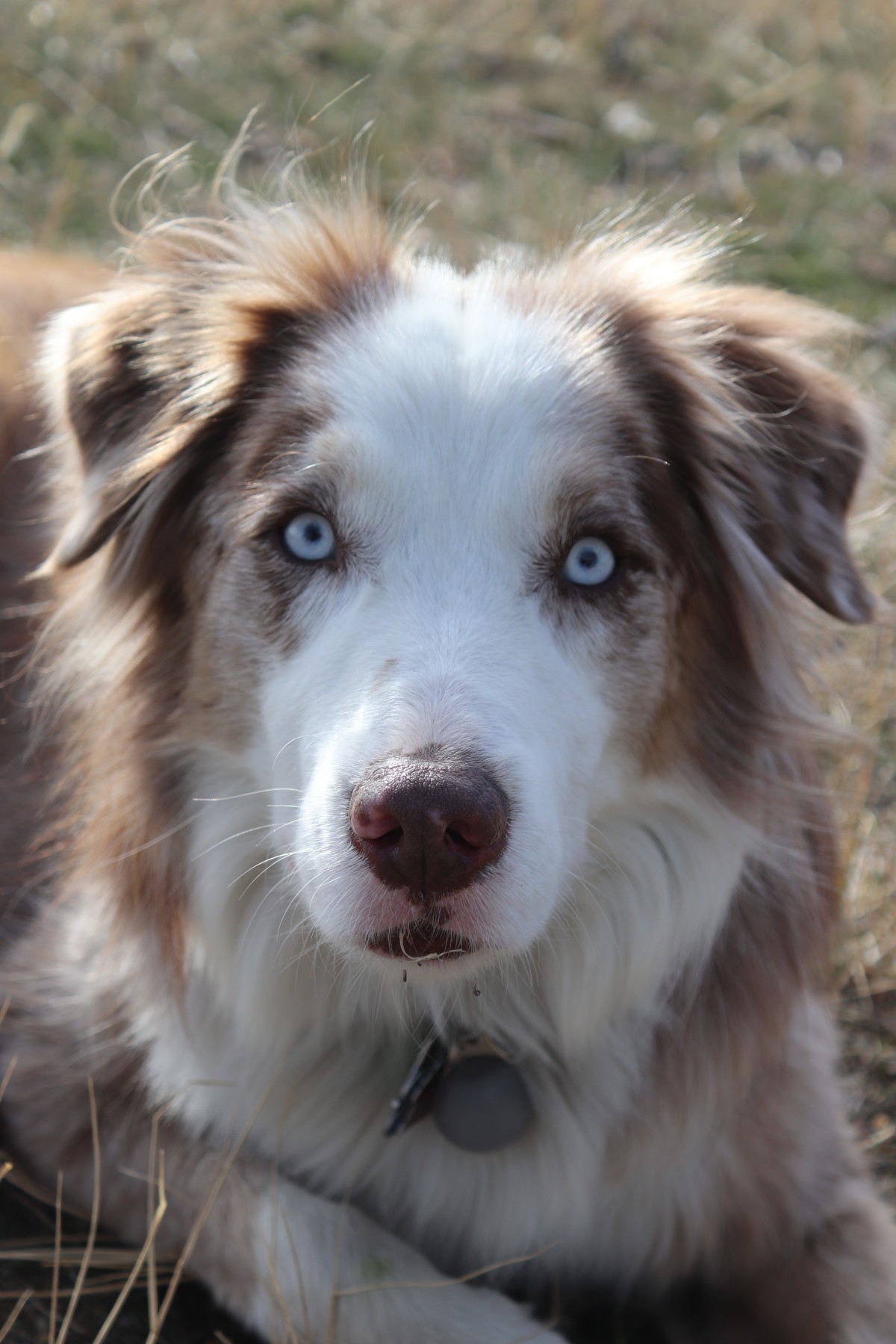 Adopt Charlie a Merle Australian Shepherd / Border Collie / Mixed dog