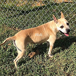 Thumbnail photo of Hidi #1