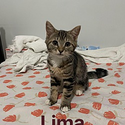 Thumbnail photo of Lima Bean #2