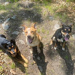 Thumbnail photo of King (The Red Heeler) #4