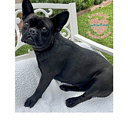 Photo of Onyx