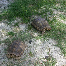 Thumbnail photo of Sulcata Tortoises-5 #3