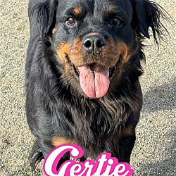 Photo of GERTIE