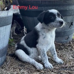 Thumbnail photo of Emmy Lou #4
