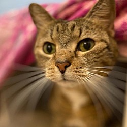 Photo of Nugget - Declawed