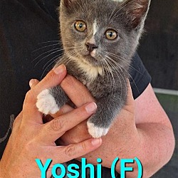 Photo of Yoshi Kitten