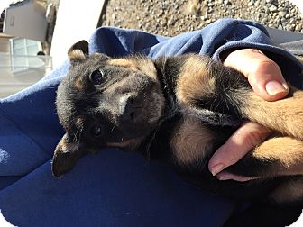 Pahrump Nv German Shepherd Dog Meet Streusel A Pet For Adoption