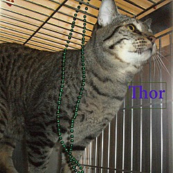 Thumbnail photo of Thor #1